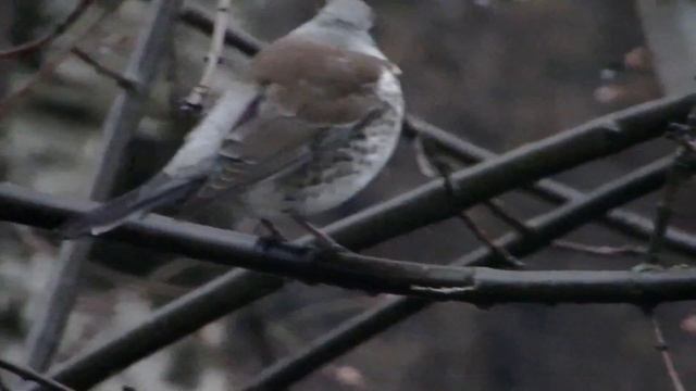 Серый дрозд рябинник. Троицк_Москва_ТиНао. 03.04.2017 смотреть онлайн