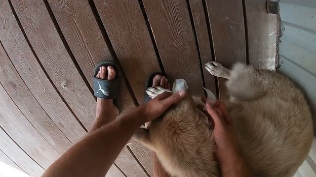У Волэнда Луии разошлись швы на ухе. Временная перевязка обычным пластырем. смотреть онлайн
