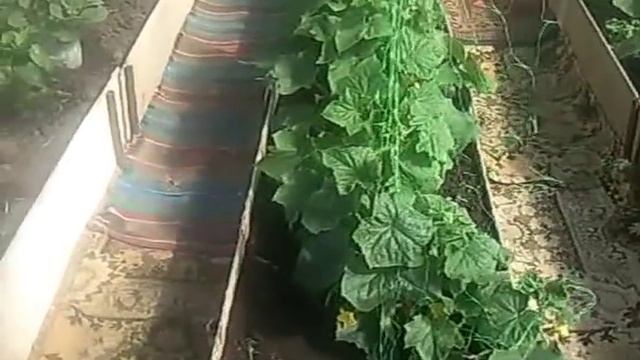 Устройство грядок в поликарбонатной теплице смотреть онлайн