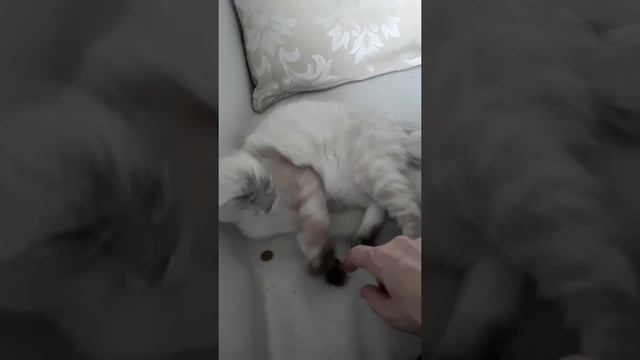 Невская маскарадная 3 месяца. смотреть онлайн