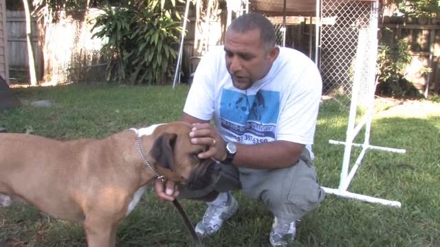 Dog Training & Canine Health : Can Humans Catch Worms From Pets? смотреть онлайн
