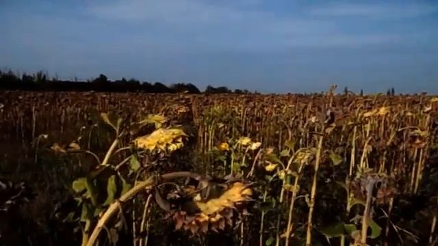 САМВЕЛ АДАМЯН СКРЫВАЕТ ЮЛЯ В RЕАНИМАЦИИ С КОRОНОЙ смотреть онлайн