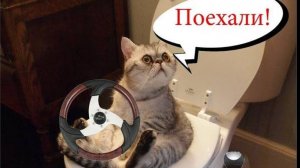 ПРИКОЛЫ С КОТАМИ - С ОЗВУЧКОЙ - Самые Смешные Животные - Смешное видео с котами!