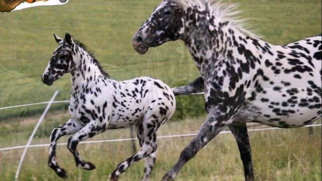 Породы лошадей! Кнабштруп! (Датская верхово упряжная) смотреть онлайн