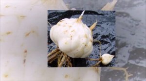 КАК ВЫБРАТЬ ЛУКОВИЦЫ ЛИЛИЙ