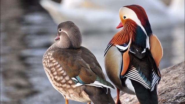 Окружающий мир. Рабочая тетрадь 4 класс 1 часть. ГДЗ стр. 46 №6 смотреть онлайн