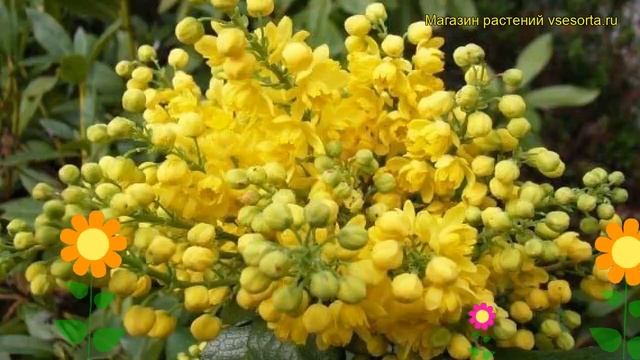 Магония падуболистная Аполло. Краткий обзор, описание характеристик mahonia aquifolium Apollo смотреть онлайн