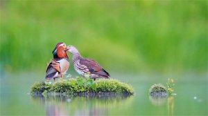 Лучшая классическая музыка для умственных способностей — Моцарт/Лучшие песни