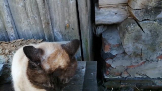 Реакция кота на запах собаки | Кот злится смотреть онлайн