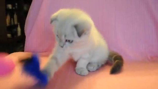 Шотландская вислоухая кошечка лиловая поинт 2 мес. смотреть онлайн