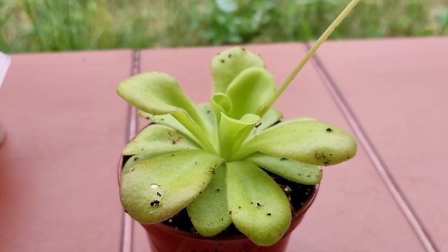Pinguicula Agnata. Жирянка Агната. Содержание и уход.