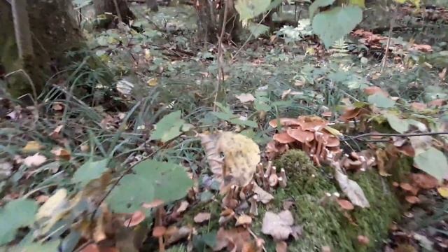 Опёнки(опята) зимние. Honey agarics winter.