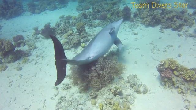 Spinner Dolphin. Red Sea. Hurghada
