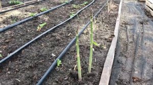 Спаржа выращиваем на Дону!