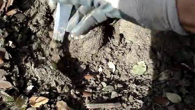 griteta de una trufa de verano 2 (tuber aestivum)..MPG смотреть онлайн