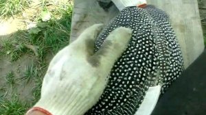 Подрезаем крылья у цесарок