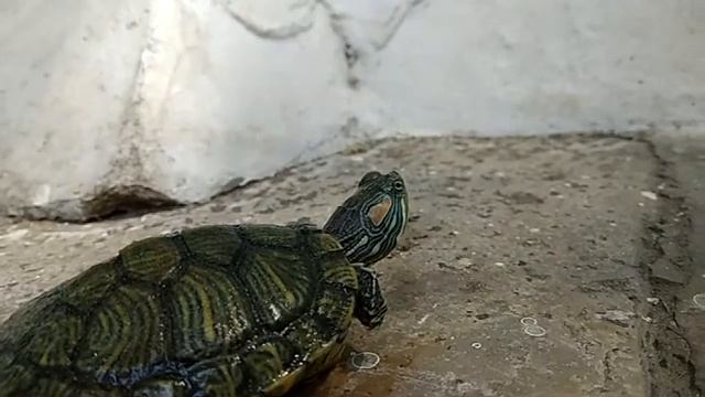 Red-eared slider смотреть онлайн