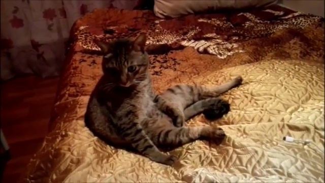 Укуренный кот смотреть онлайн