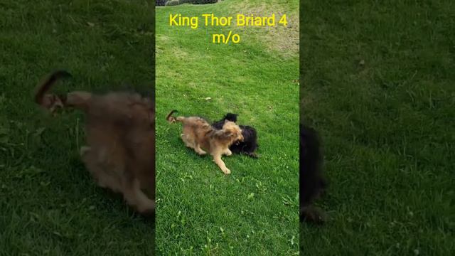 King Thor Briard Pastor de Brie смотреть онлайн