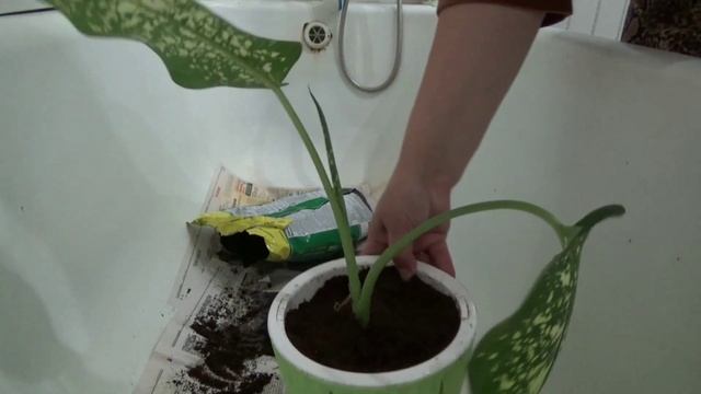 комнатные растения ДИФФЕНБАХИЯ сажаем цветок смотреть онлайн