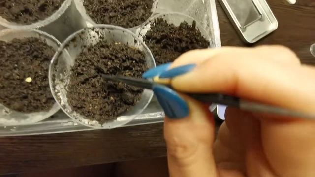 Эксперемент по выращиванию перца Дракоша на подоконнике часть 1 смотреть онлайн