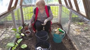 ОСОБЕННОСТИ ПОСАДКИ БАКЛАЖАНОВ В ТЕПЛИЦУ!