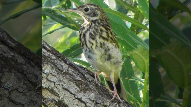 Лесной конёк (Anthus Trivialis)
