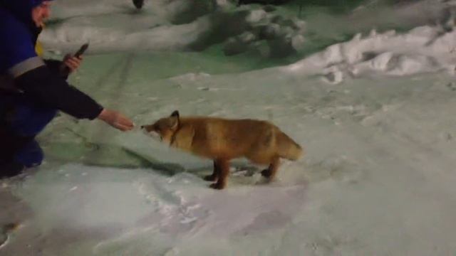 Приручение дикой лисы смотреть онлайн