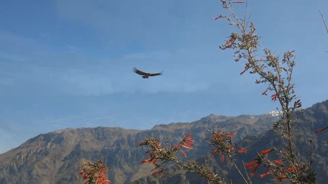 Полет Кондора. El Cóndor Pasa. Потрясающая, Божественная Мелодия на все Времена!