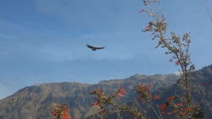 Полет Кондора. El Cóndor Pasa. Потрясающая, Божественная Мелодия на все Времена!