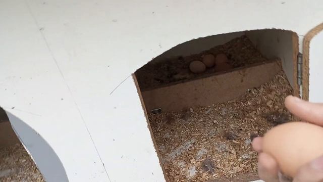 На обед? Всем приятного аппетита курочки хорошо по работали . А мы кушаем вкусный салат. смотреть онлайн