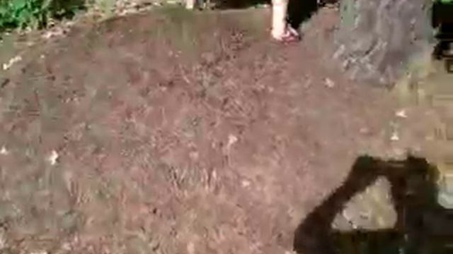 жопой в муравейник ass in the Anthill смотреть онлайн