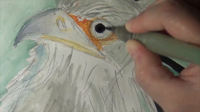 Птица секретарь #акварель #животные # птица #птицасекретарь смотреть онлайн