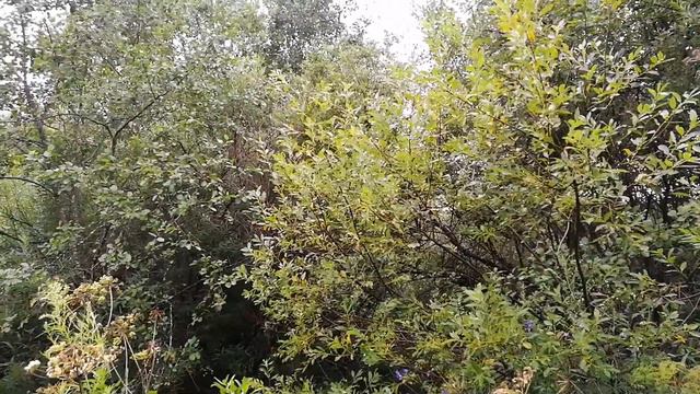 Сталк с УАЗ Патриот 2019г. Колодцы в лесу... смотреть онлайн