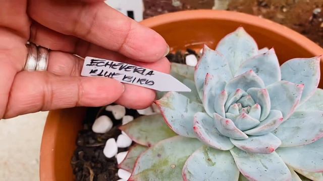 ECHEVERIA “BLUE BIRD”/SUCCULENT OF THE DAY/GROWING TIPS #succulents #echeverias