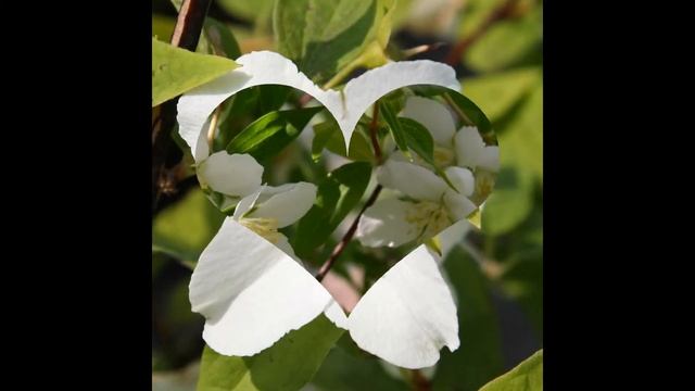 ЧУБУШНИК,  или ЖАСМИН (PHILADELPHUS) сем. Гортензиевые смотреть онлайн