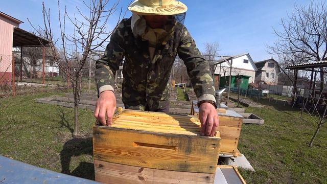 РАЗВИТИЕ КАРПАТКИ И БАКФАСТА В РОГАТОМ УЛЬЕ ОТКУДА МЕД смотреть онлайн
