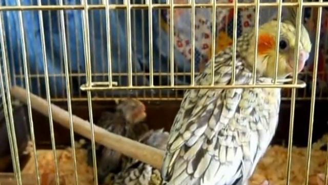 Попугаи нимфы - кореллы Кузя и Фиби (разведение) 16 Птенец кореллы Breeding Corell. смотреть онлайн