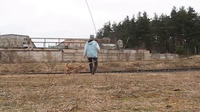 Разыграть собаку удочкой смотреть онлайн