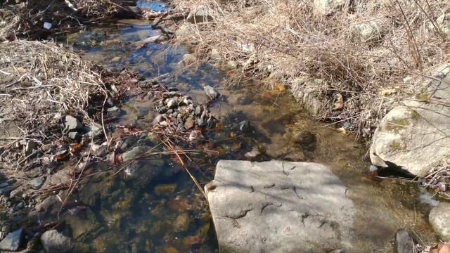 ДАРЫ ЯПОНСКОГО МОРЯ. Прогулка с щенком Русского спаниеля. смотреть онлайн