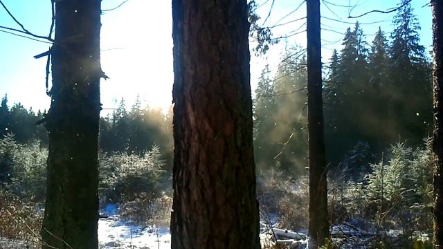 А деревья дышат! На бегу смотреть онлайн