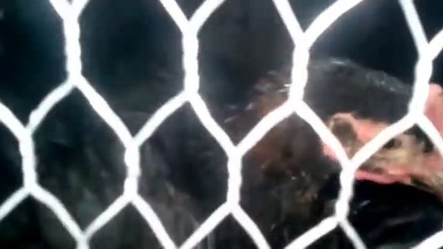 У меня появились голуби!!! смотреть онлайн