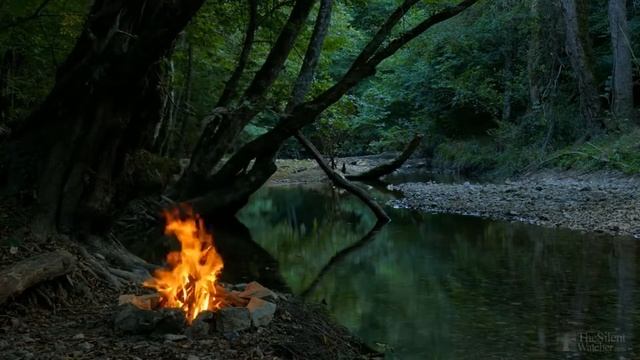 Почему гибискус называют цветком смерти? смотреть онлайн