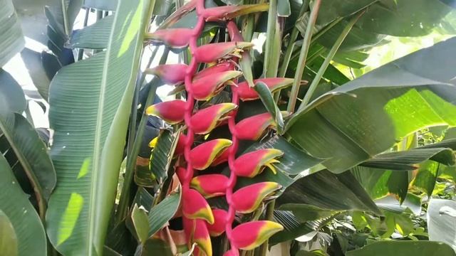 All about Heliconia /Lobster claw .How to propagate it смотреть онлайн