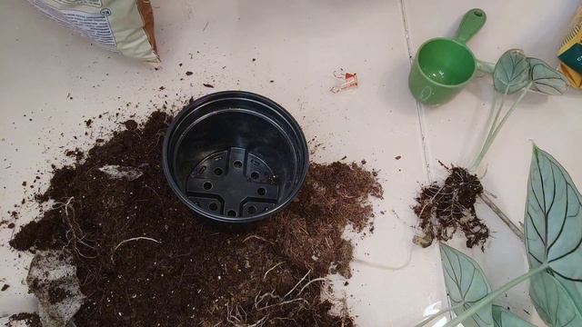 Алоказия Дрегон Скейл (шкура Дракона). Пересадка. Alokasia Dragonscale. Transplanting a plant смотреть онлайн
