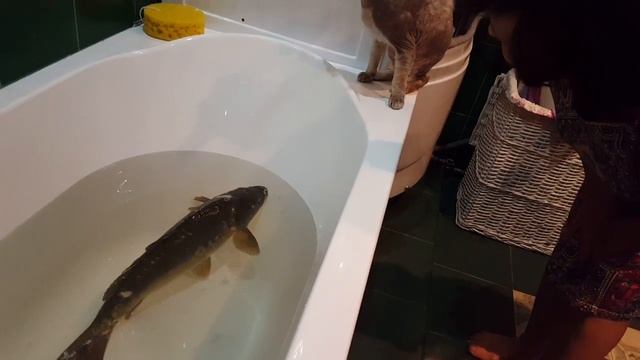 ЖИВАЯ РЫБА часть 2 я не хочу её есть ((( ??? смотреть онлайн