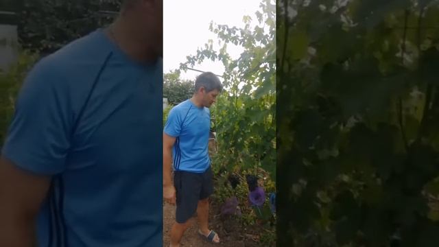 Виноград - Каталония смотреть онлайн
