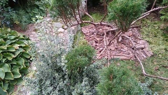 Кора естественна в роли мульчи.Украшает,защищает смотреть онлайн