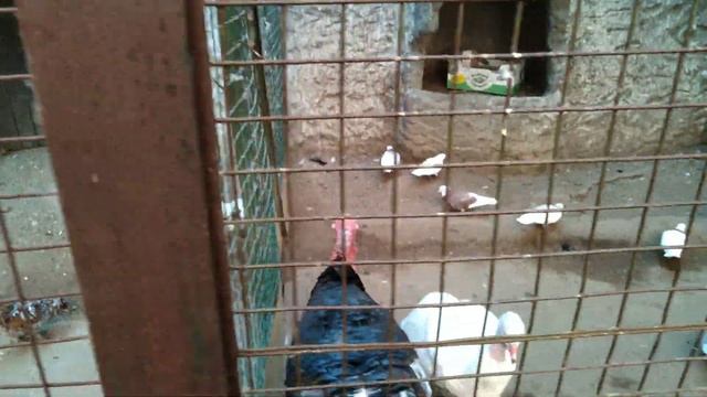 Зоопарк. Московская область, село Троицкое. смотреть онлайн