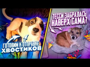 Кузьма заменил маму бездомным котятам и кормит их. Готовимся к отправке в семьи хвостиков.